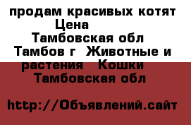 продам красивых котят › Цена ­ 3 000 - Тамбовская обл., Тамбов г. Животные и растения » Кошки   . Тамбовская обл.